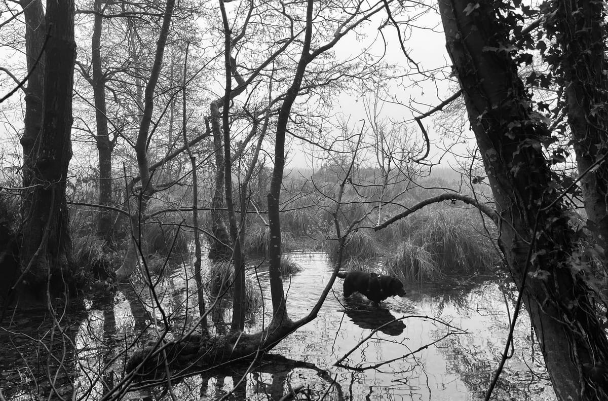 What the Trees Let Go