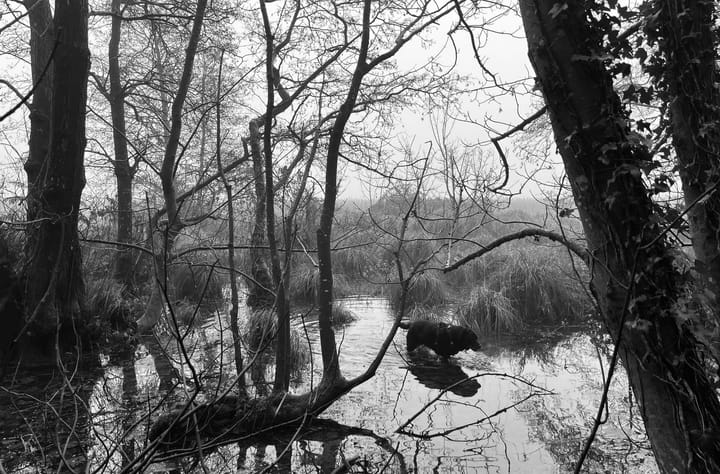 What the Trees Let Go